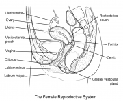 female reproductive system