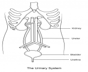 urinary system