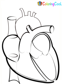 Anatomy Coloring Pages