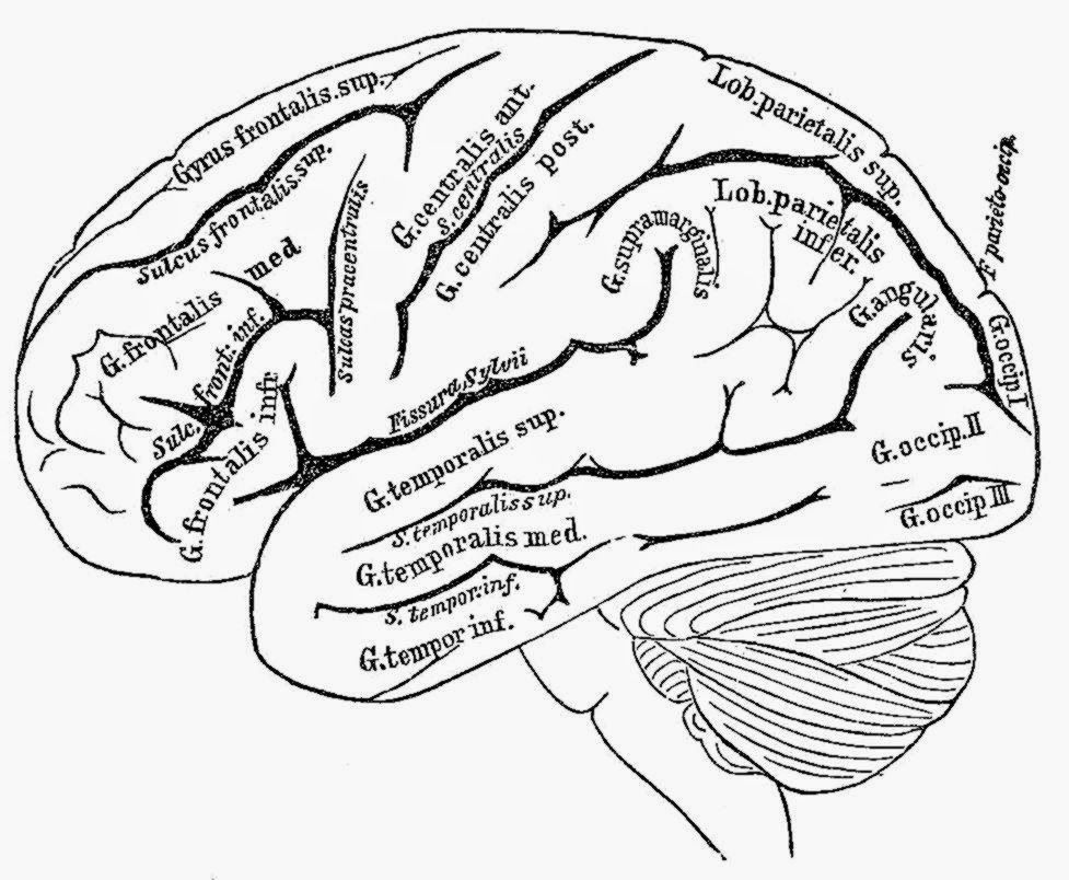 Human Brain Coloring Pages