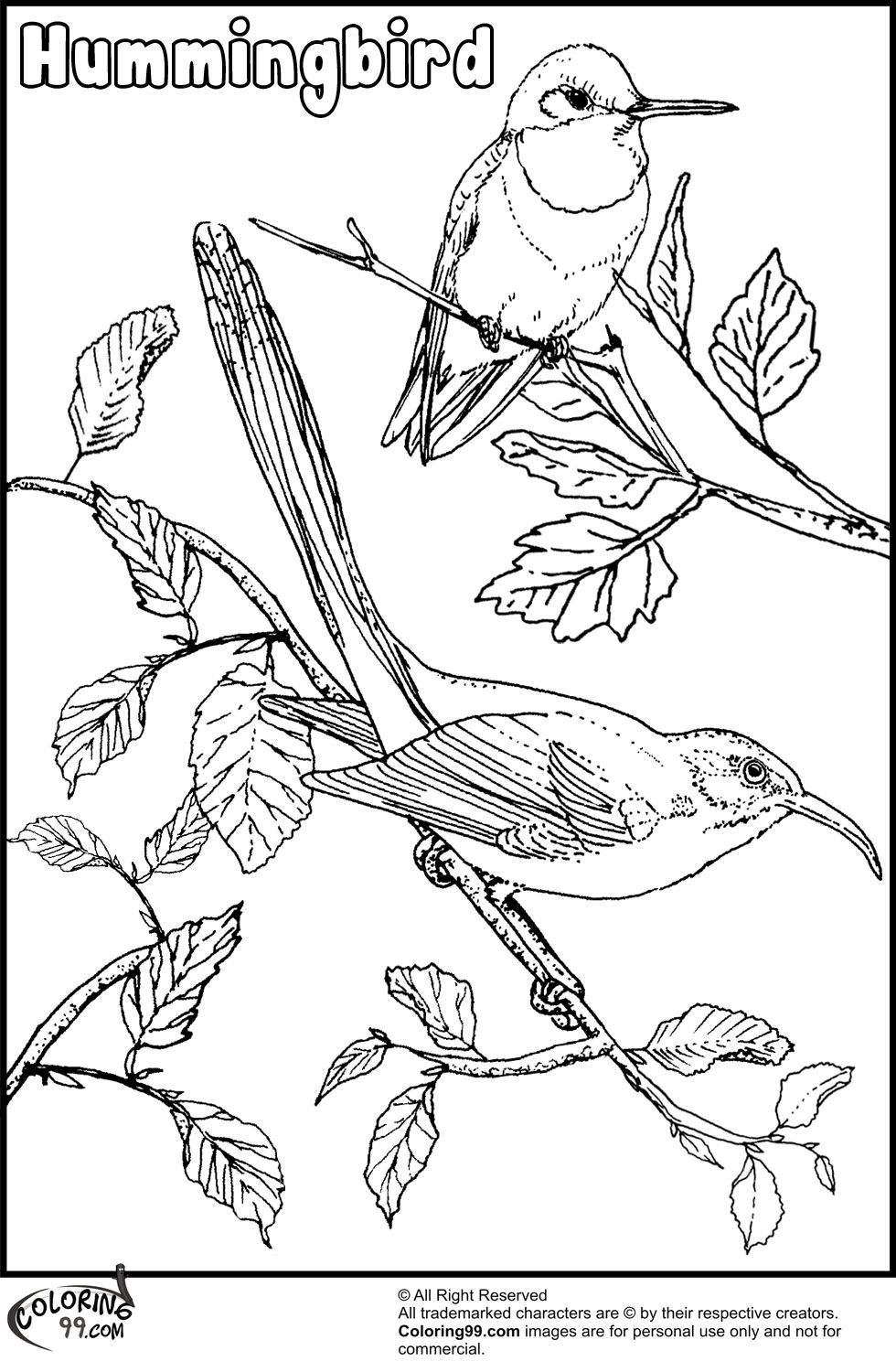 Download Humming Bird Coloring Page - Coloring Home