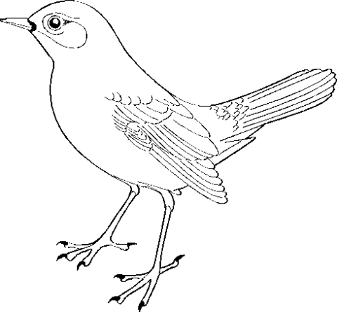 bird 3