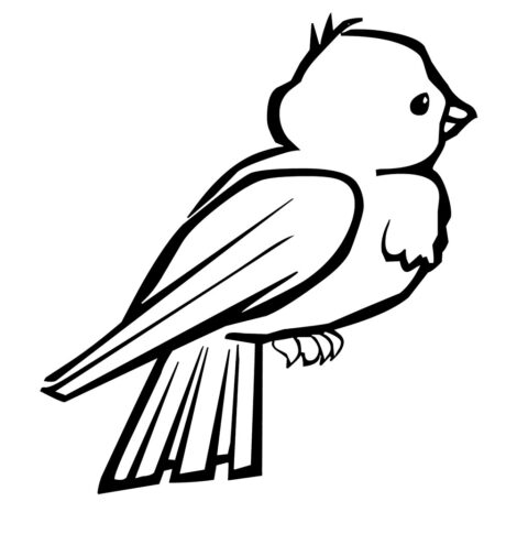 bird 6