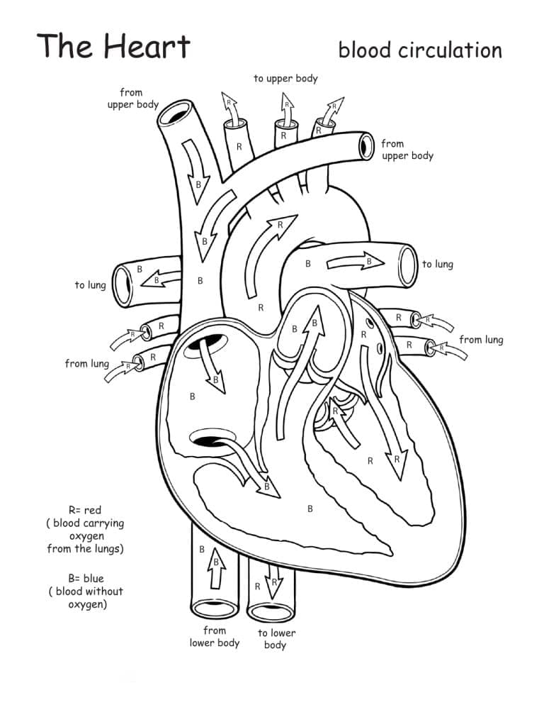 The Heart Anatomy coloring page - Download, Print or Color Online for Free