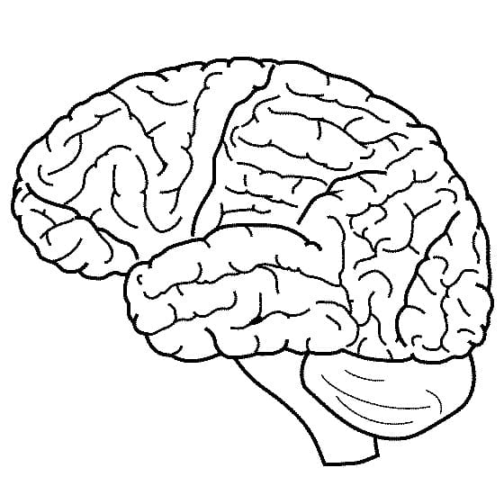 Human Brain 1 Coloring Page - Free Printable Coloring Pages for Kids