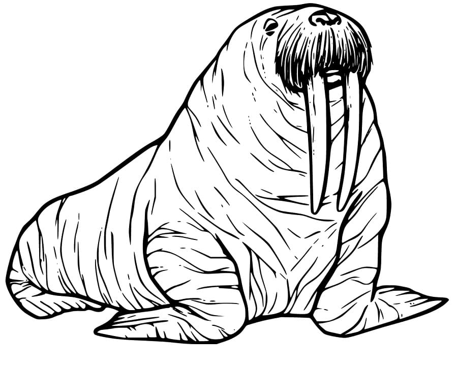 Walrus 20 Coloring Page - Free Printable Coloring Pages for Kids