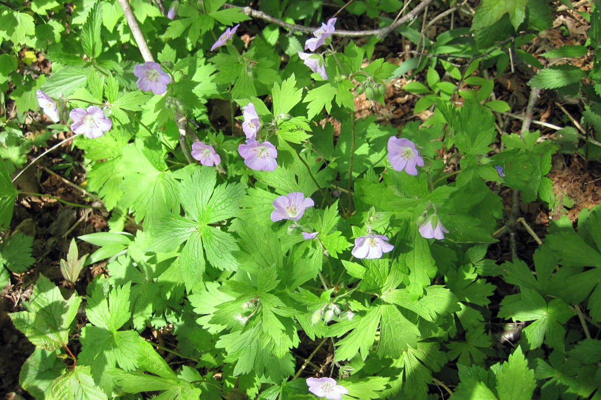 Geranium maculatum plants in dappled shade