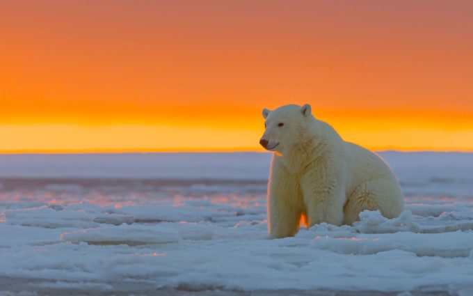 Polar Bear Alaska Snow Desktop Wallpapers