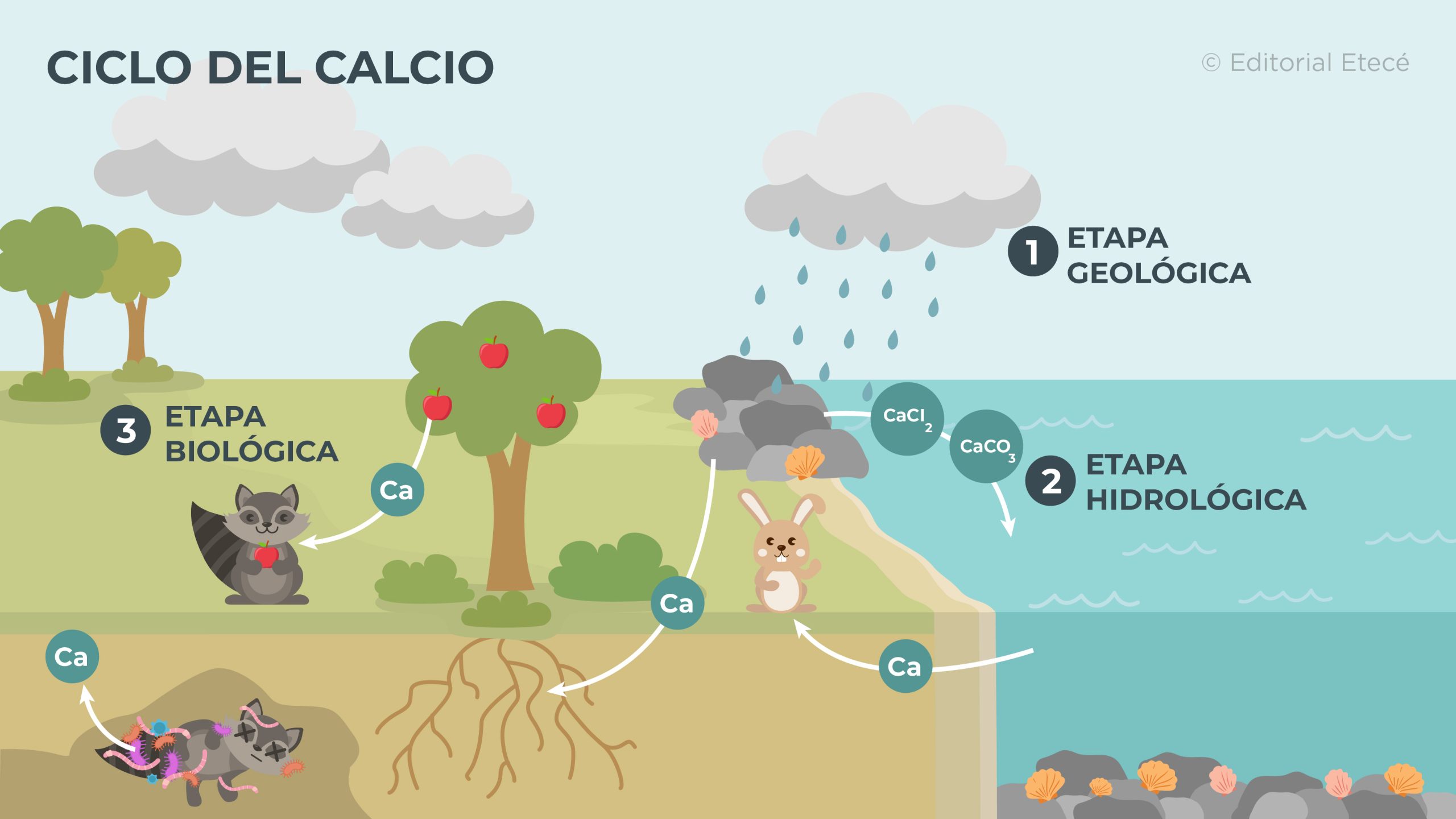 Ciclo Del Nitrogeno Dibujo Facil Para Ni%c3%b1os - Infoupdate.org