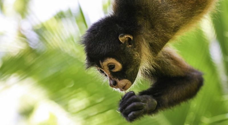 bosque tropical fauna mono arana