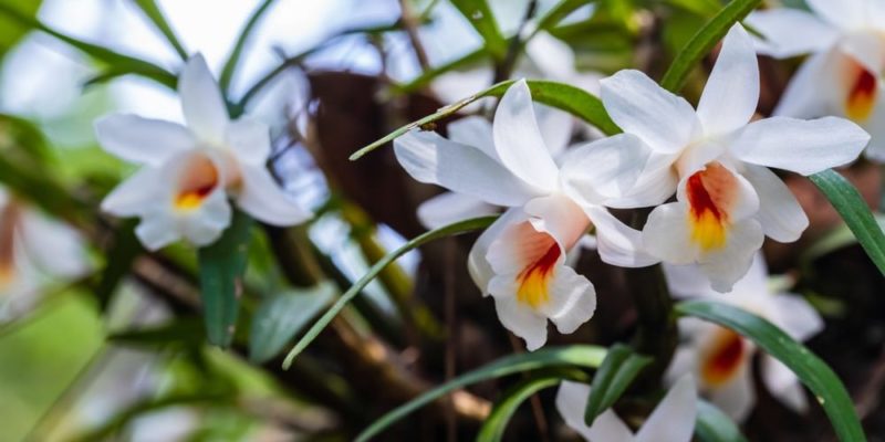 bosque tropical flora orquidea