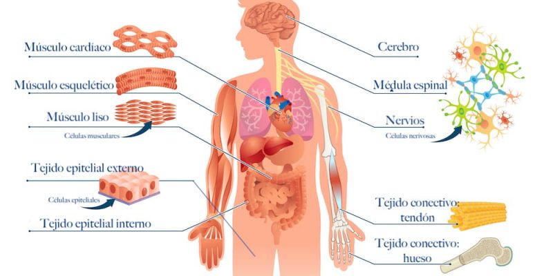 tejidos del cuerpo