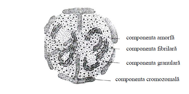 Ultrastructura nucleolului