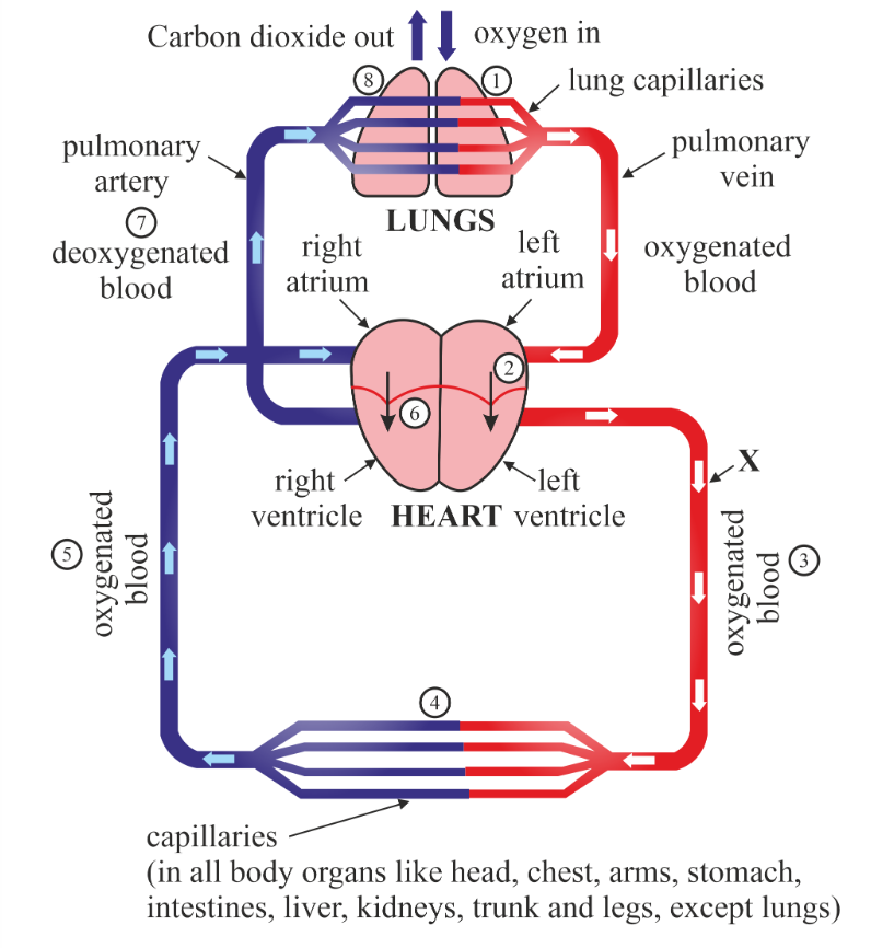 How To Draw Schematic Diagram Of Circulation Circulation Blood Body ...