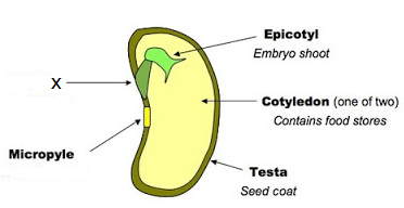 Draw a picture showing the location of seedling in the seed Label the ...