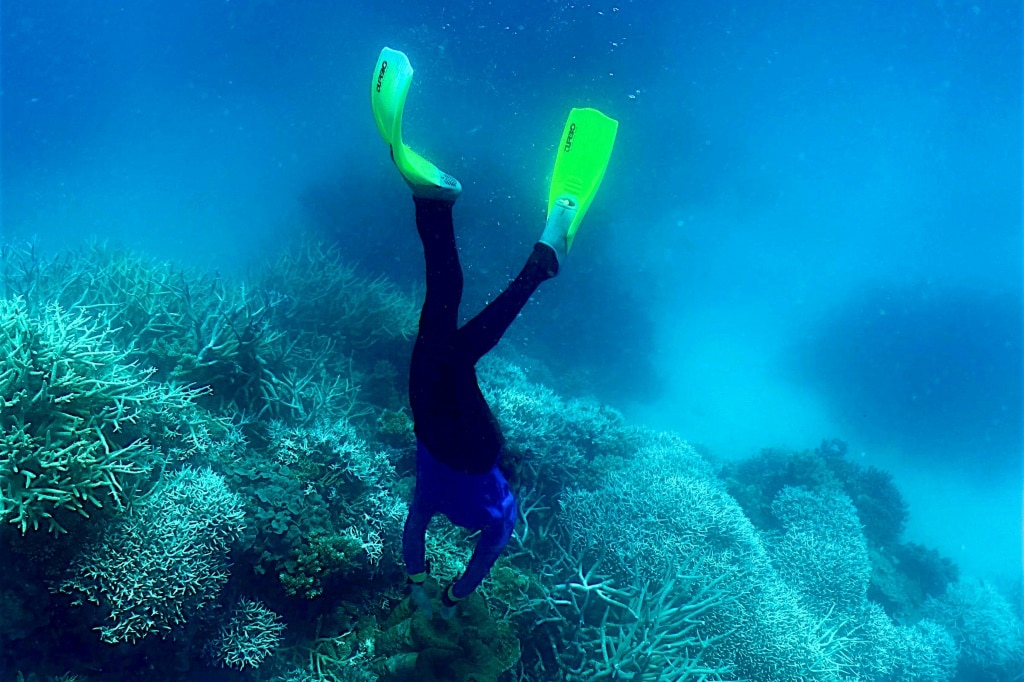 World in grip of new major coral bleaching event, reefs at risk | news ...