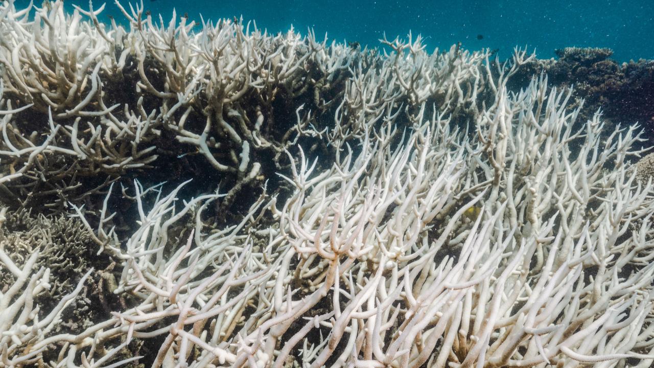 ‘Unprecedented’ mass coral bleaching event on Great Barrier Reef | NT News