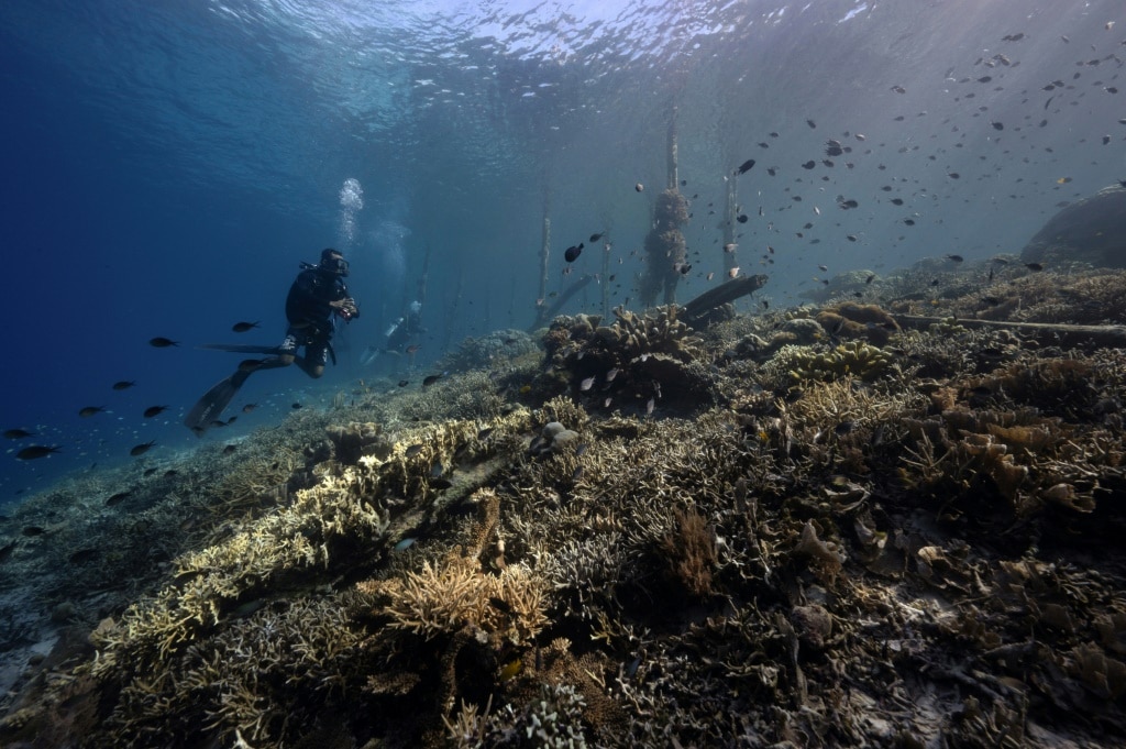 World in grip of new major coral bleaching event, reefs at risk ...