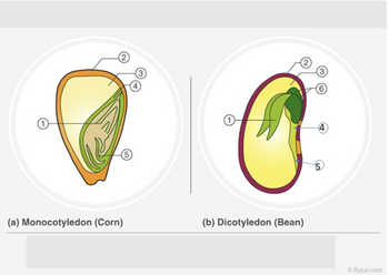 Answered: (a) Monocotyledon (Corn) (b)… | bartleby