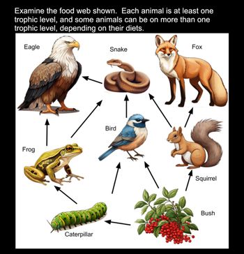 Answered: Examine the food web shown. Each animal… | bartleby