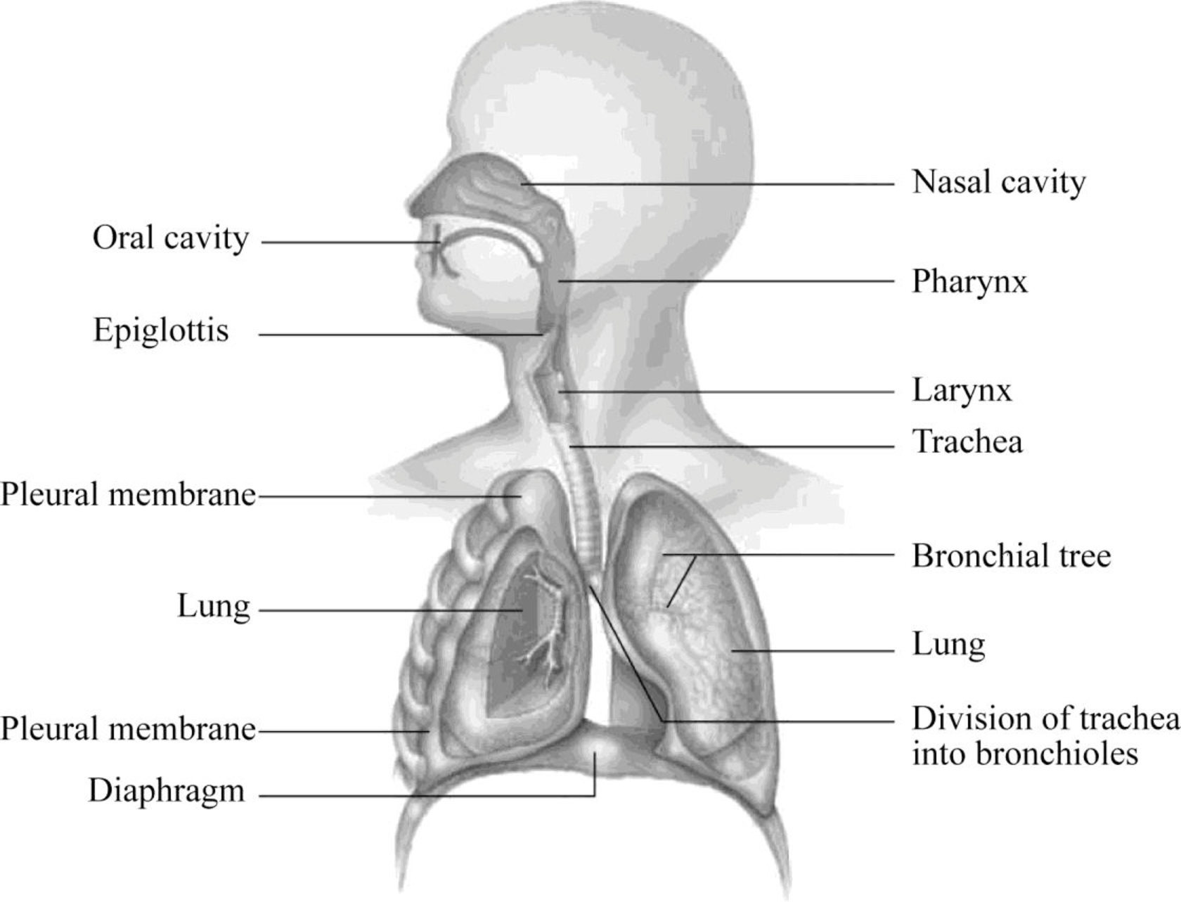 Images 07. Respiratory System and Breathing Basic Human Anatomy