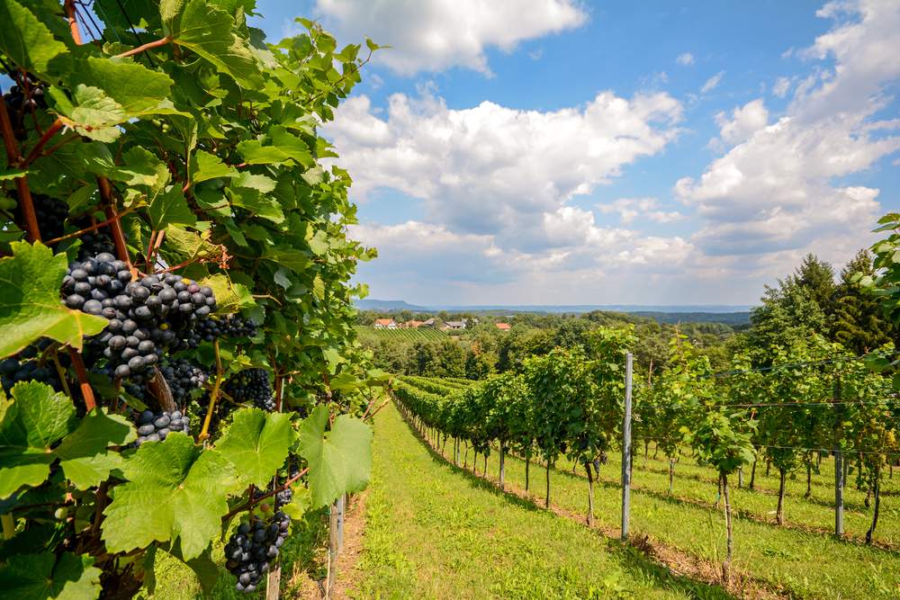 Wine regions in Southern Austria