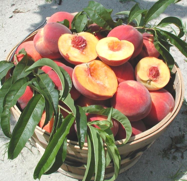 decorative image of peaches in a basket