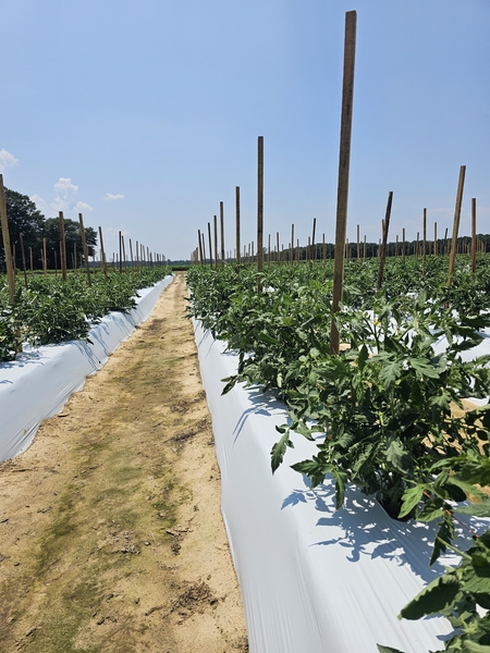 Tomato plants in rows outdoors using plastic mulch