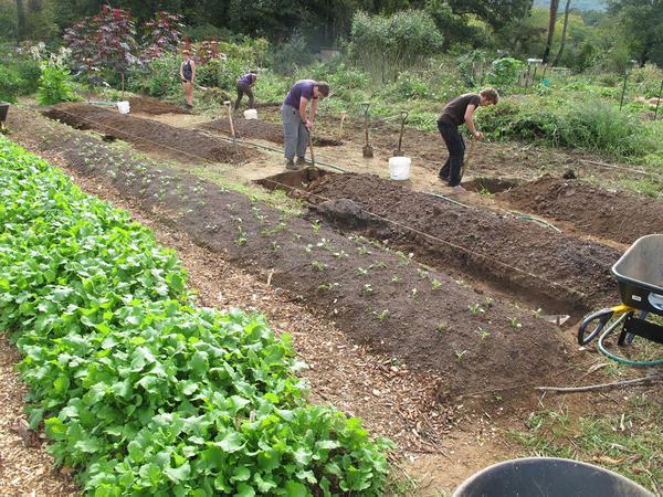 People work in a community food garden.