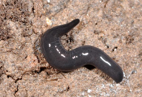 Unidentified gray blue flatworm.