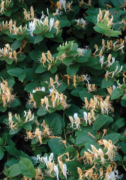 White and pale yellow blooms of Japanese honeysuckle