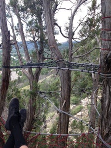 Colorado Tree Nets 