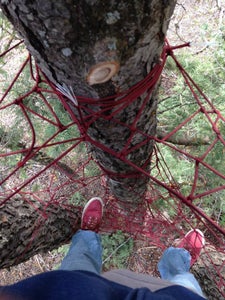 Colorado Tree Nets 