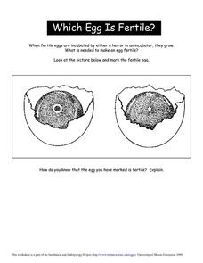 Which Egg Is Fertile? Worksheet for 1st - 5th Grade | Lesson Planet