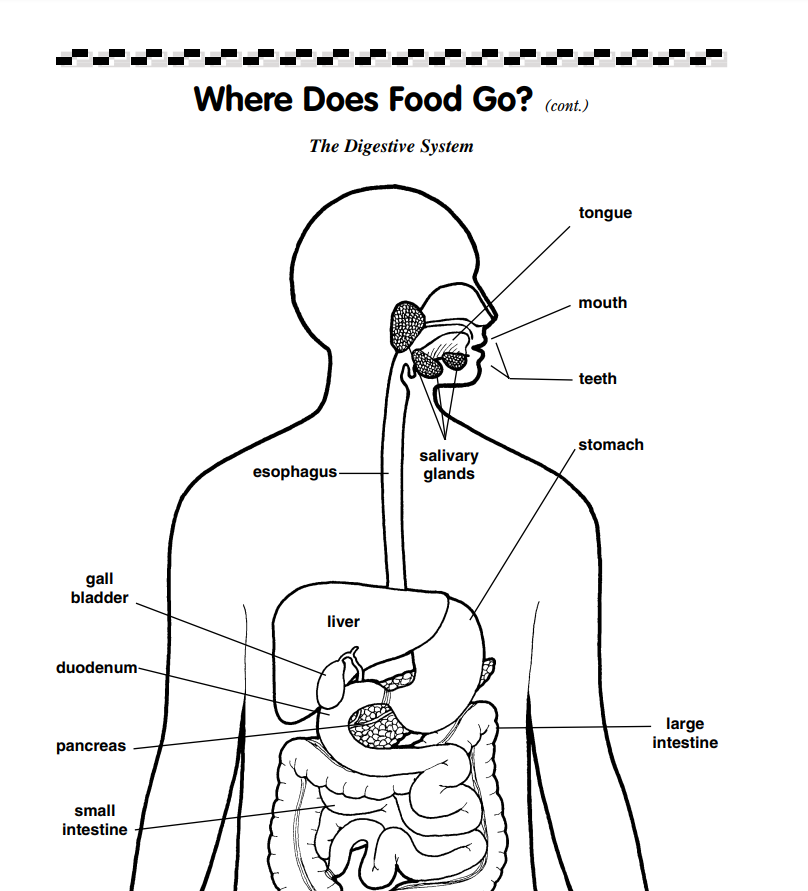 Digestive System Worksheet for 3rd - 4th Grade | Lesson Planet