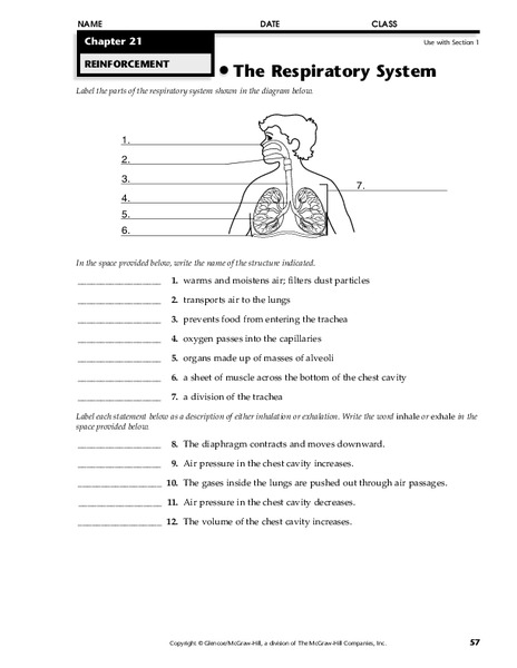 The Respiratory System Worksheet for 9th - Higher Ed | Lesson Planet