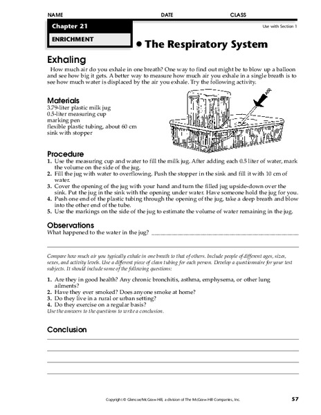 The Respiratory System Worksheet for 8th - 9th Grade | Lesson Planet