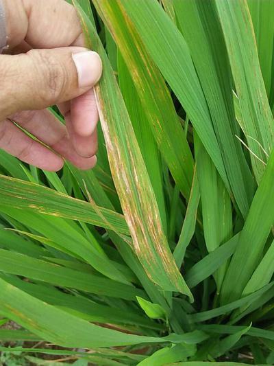 Managing Bacterial Leaf Blight In Rice Access Agriculture, 52% OFF