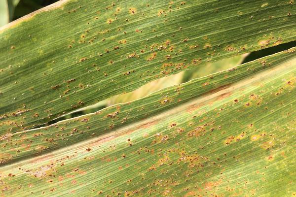 Common Rust of Maize | Pests & Diseases