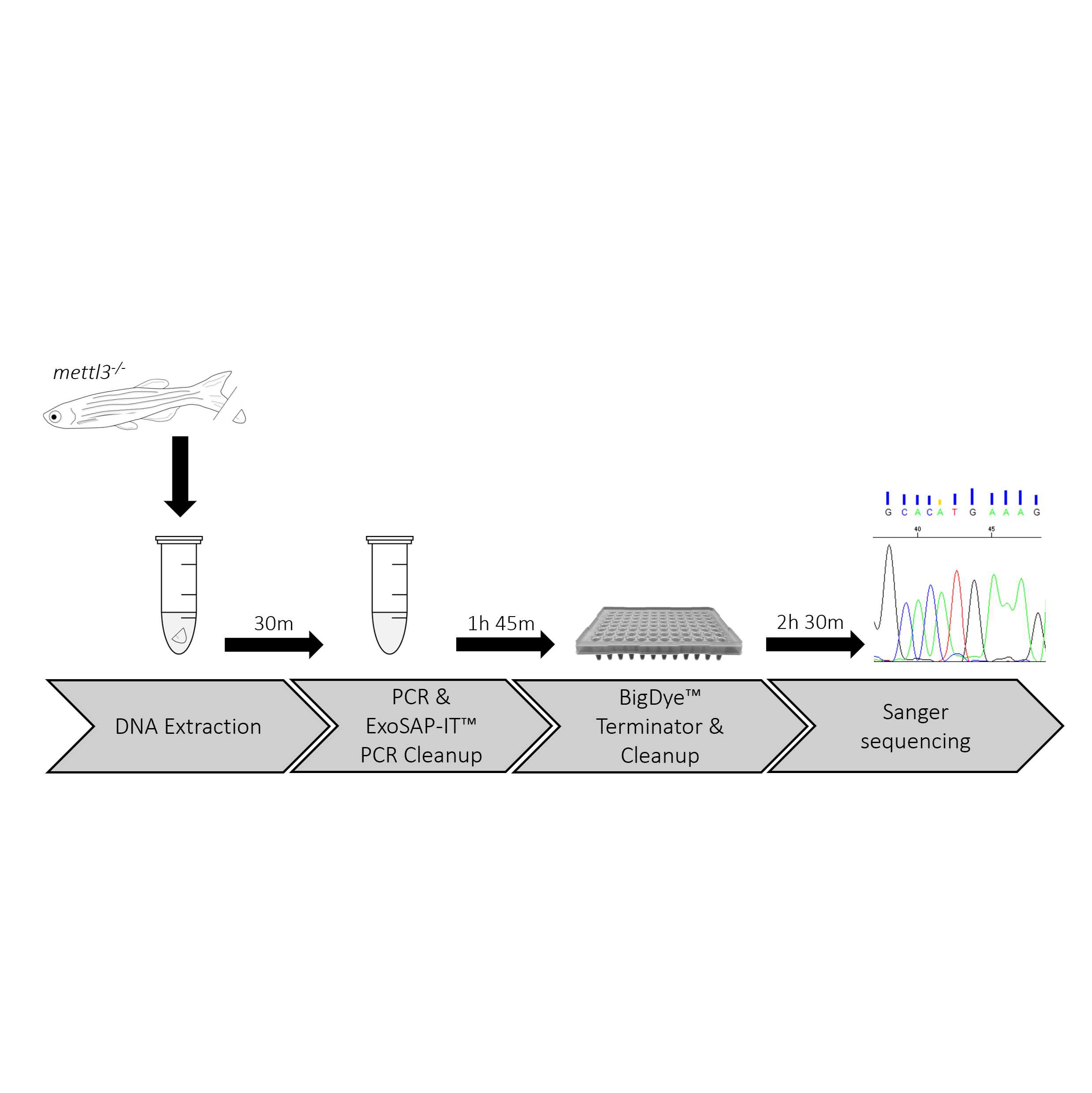 Single-day Zebrafish Genotyping Protocol by Sequencing