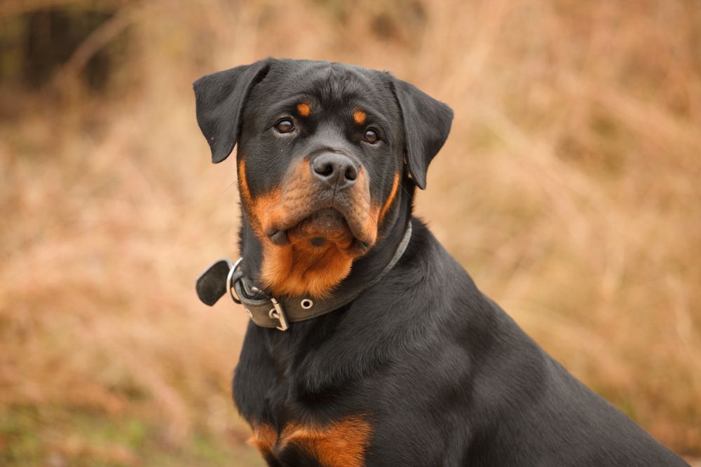 rottweiler-sitting-on-the-grass.jpg