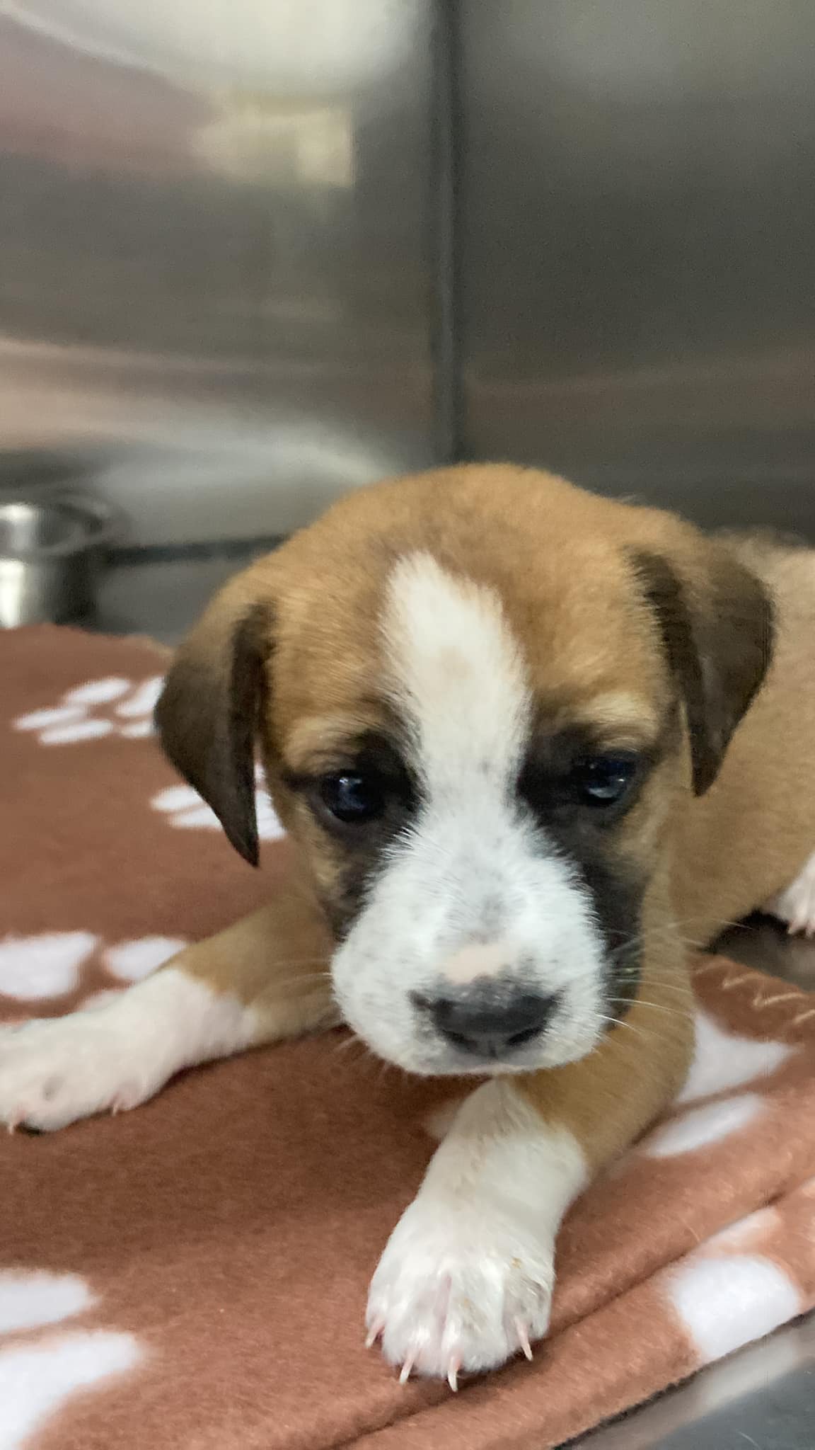 Saint Lucia: HelpAWS welcomes another pup!