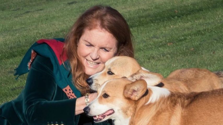 Sarah Ferguson sendet Weihnachtsgrüße mit Corgis der Queen