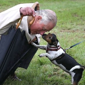 König Charles und Camilla trauern um verstorbenen Hund