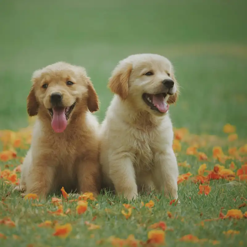 Una experta en felicidad de la Universidad de Harvard dictamina: "Las mascotas nos brindan un sentido de pertenencia, conexión y satisfacción que todos anhelamos"