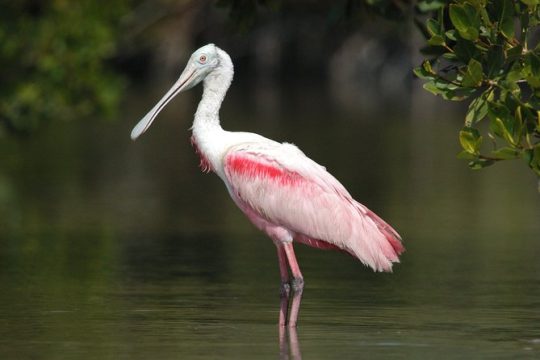 Small-Group Everglades Boating Kayaking and Walking Eco Tour