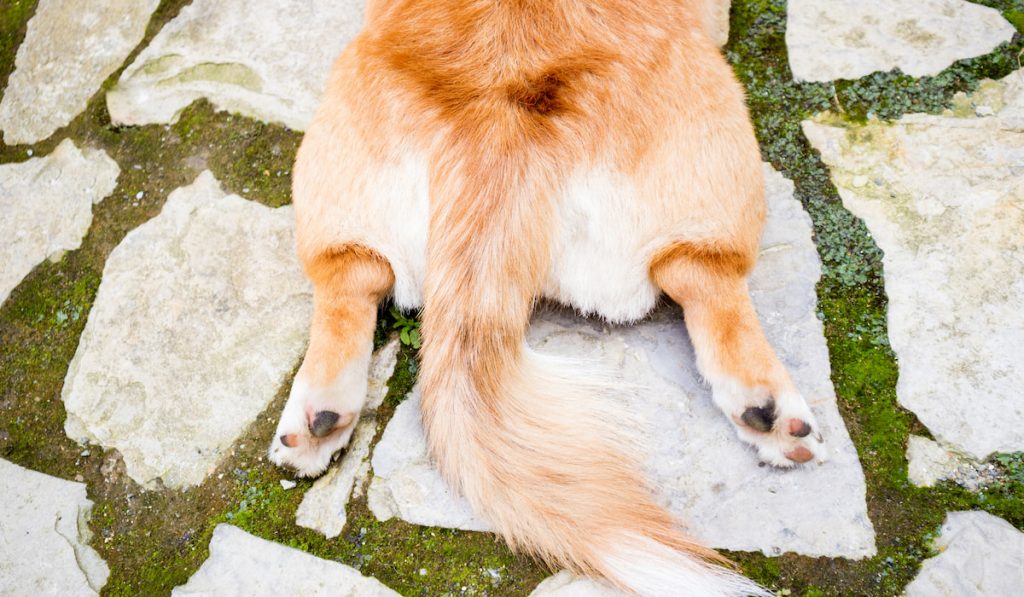 corgi bob tail