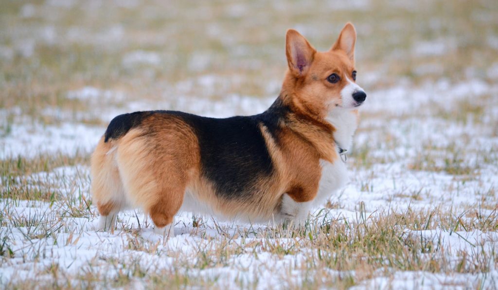 sideview of corgi