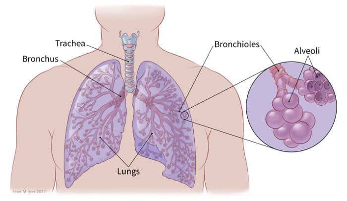 Small Cell Lung Carcinoma - Costamedic