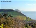 Dolphins Leap in  - Charmouth